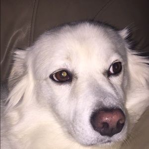 Meet your Posher, Jessed